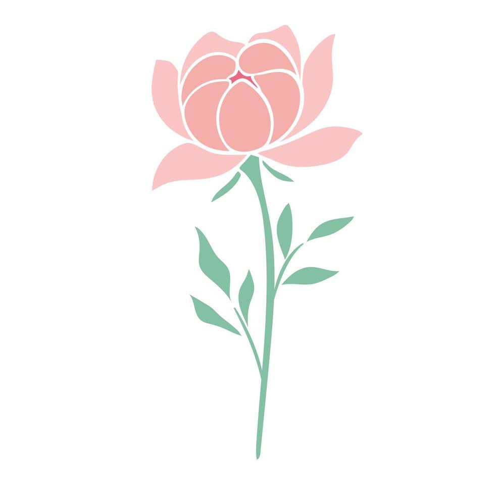 Delicate pink peony vector