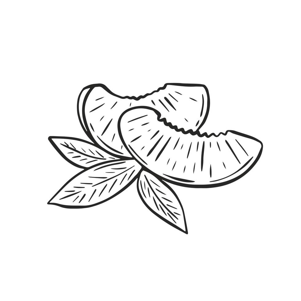Pieces of peach with leaves composition hand engraved vector