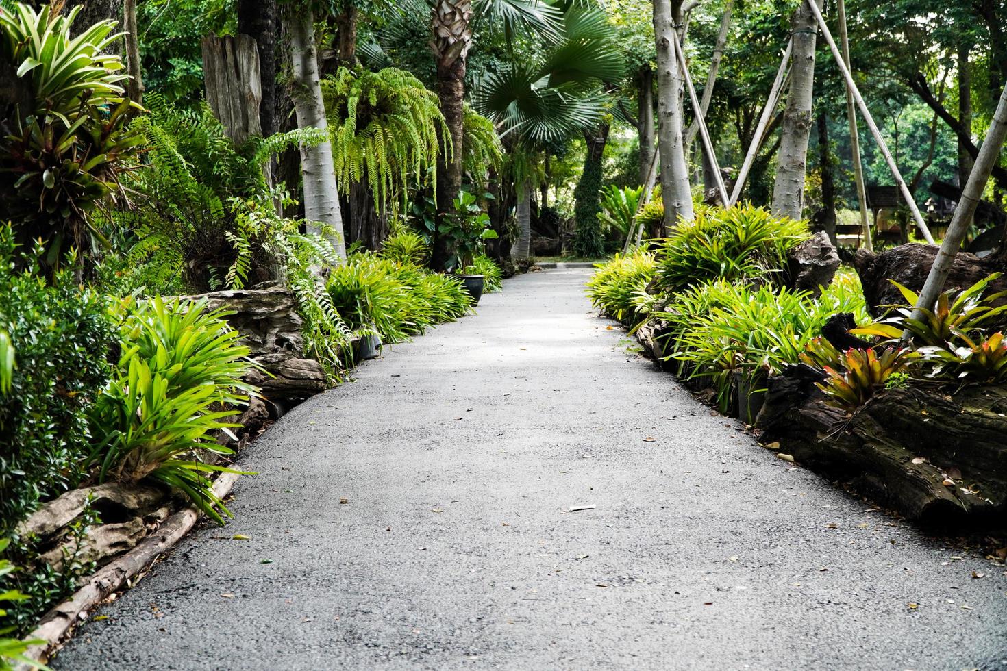 Along the walkway, there are many kinds of trees photo