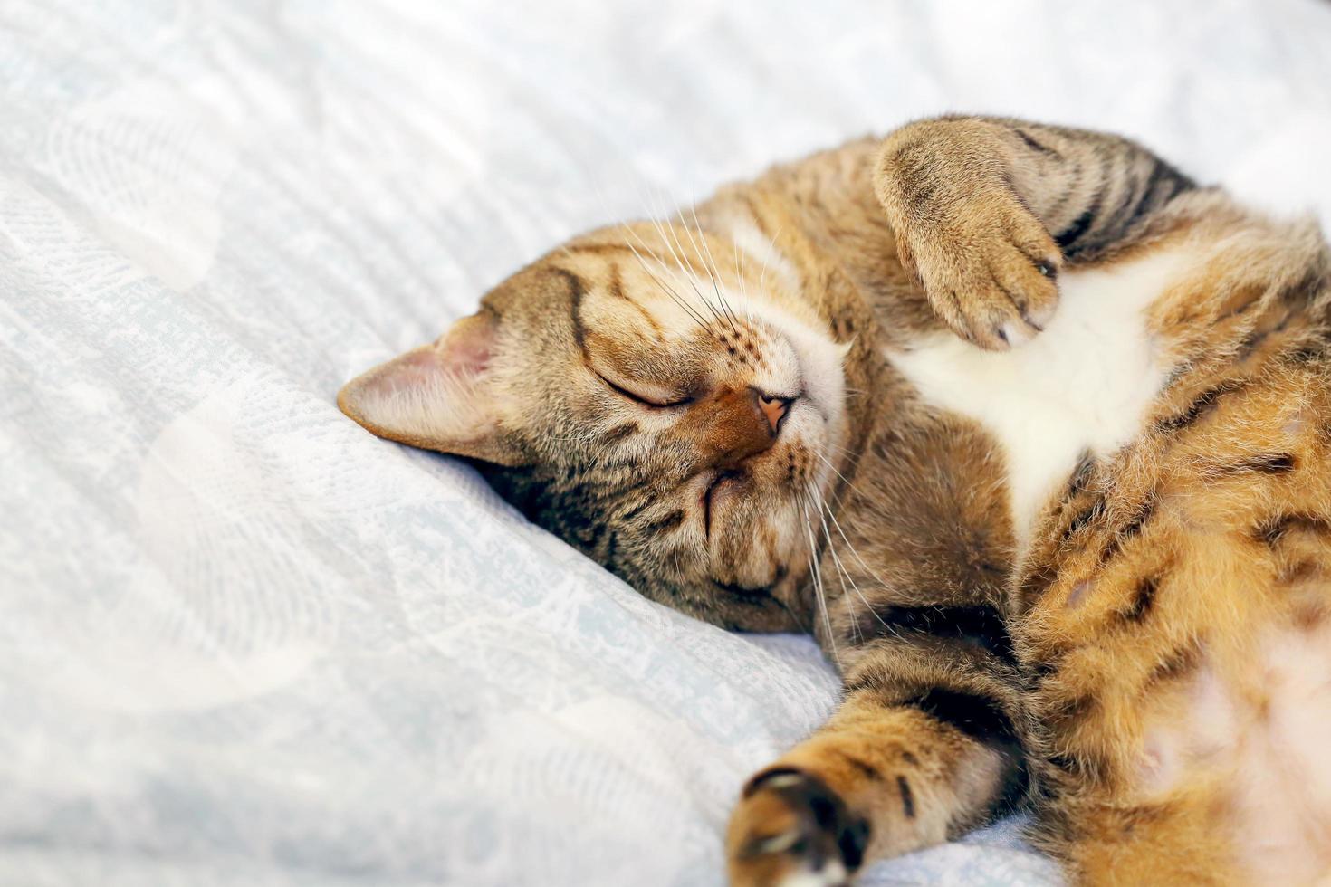 gato durmiendo boca abajo en la cama. foto