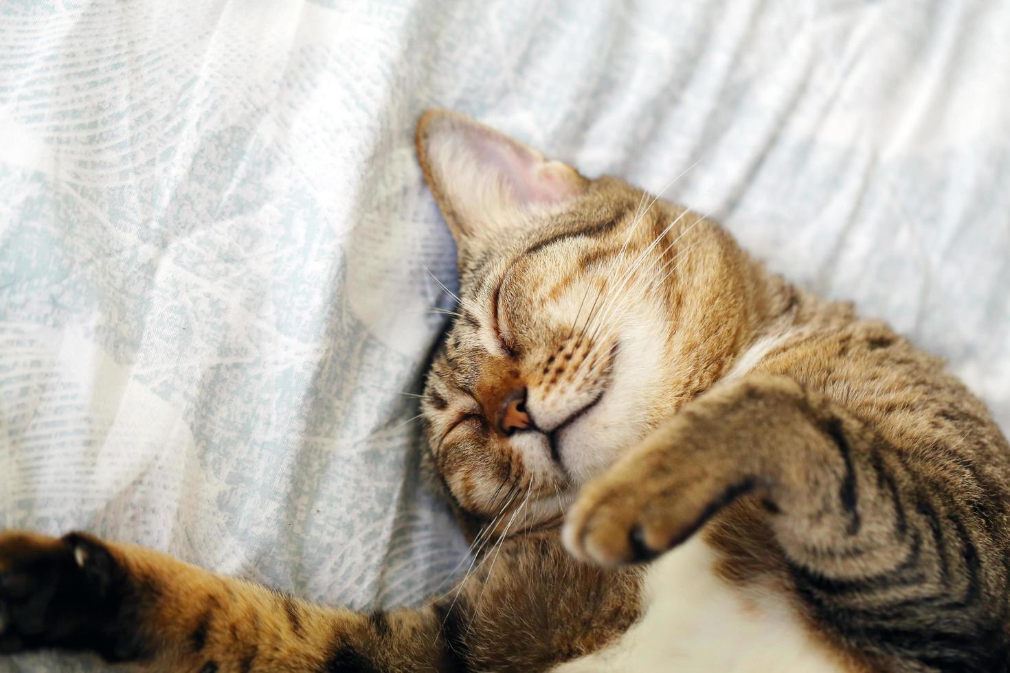 Cat sleeping upside down on bed. photo