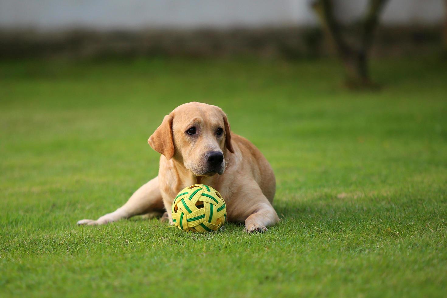 Labrador retriever play with ball in grass field. Dog in the park