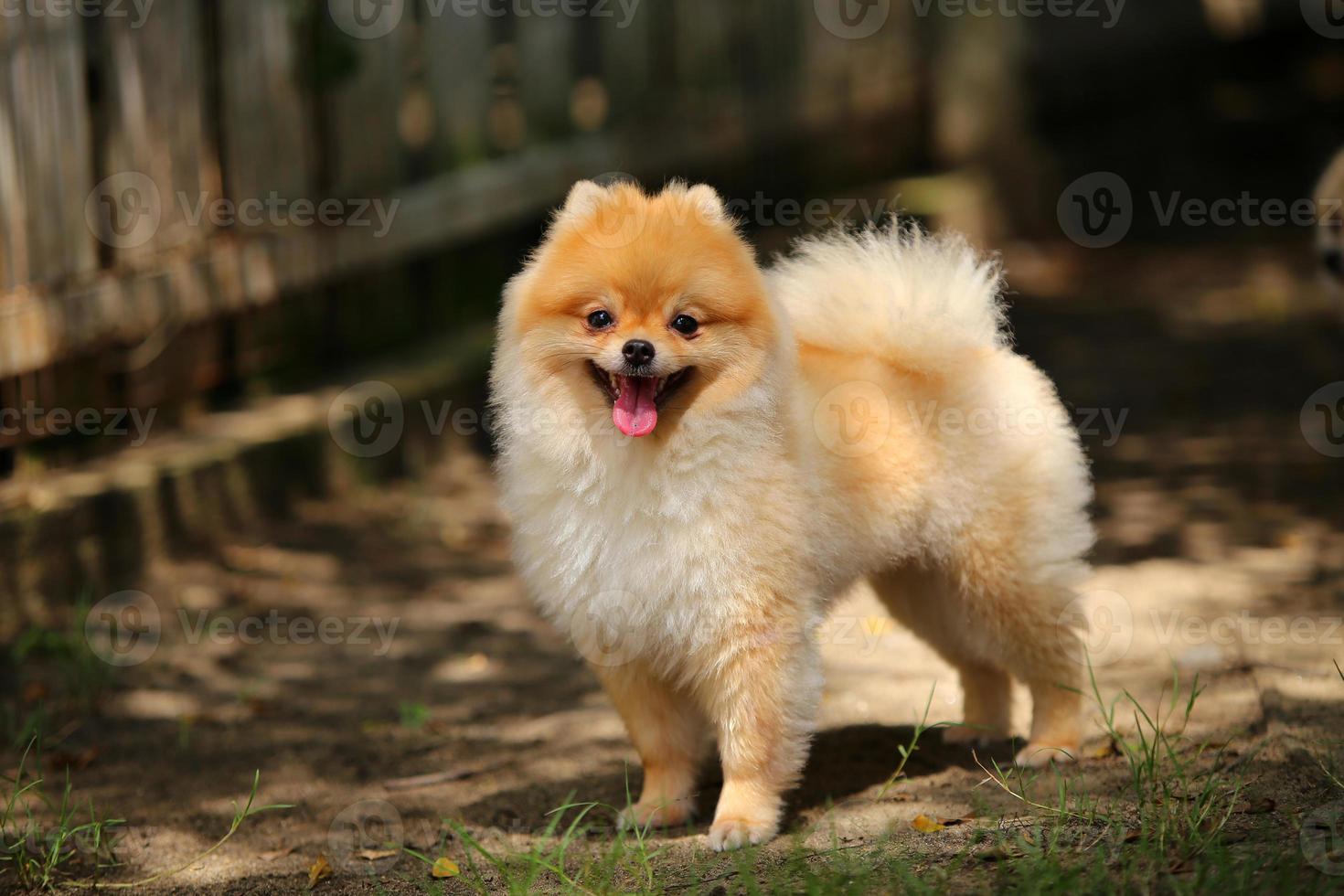 retrato de un lindo perro pomeraniano en el parque. perro esponjoso sonriendo. foto