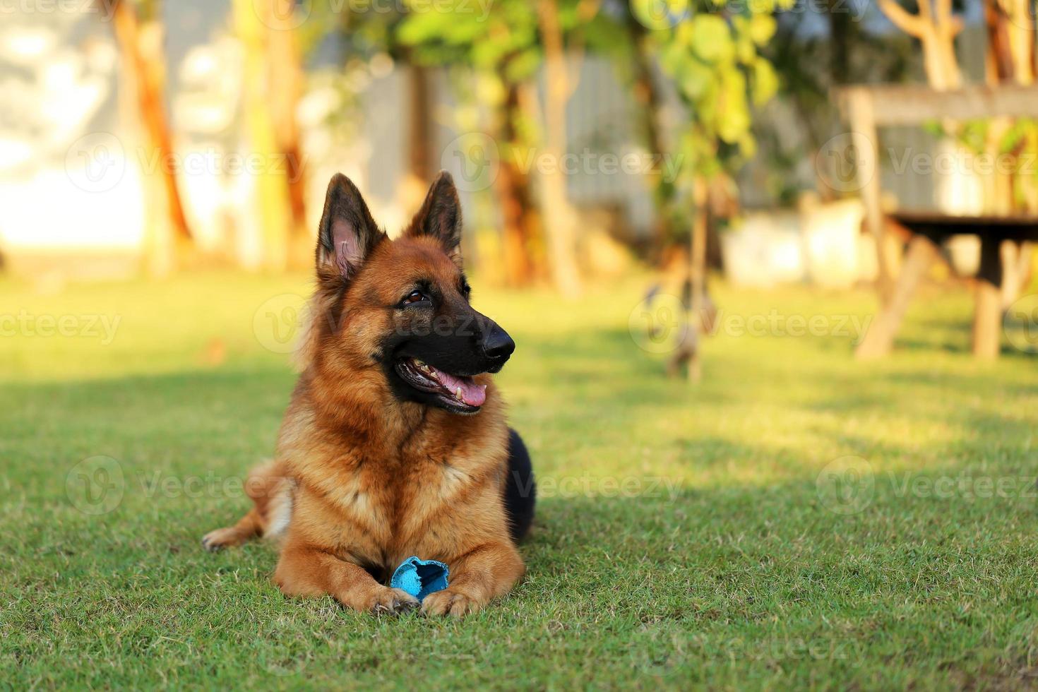 German shepherd lying with toy in grass field. Dog in the park. photo