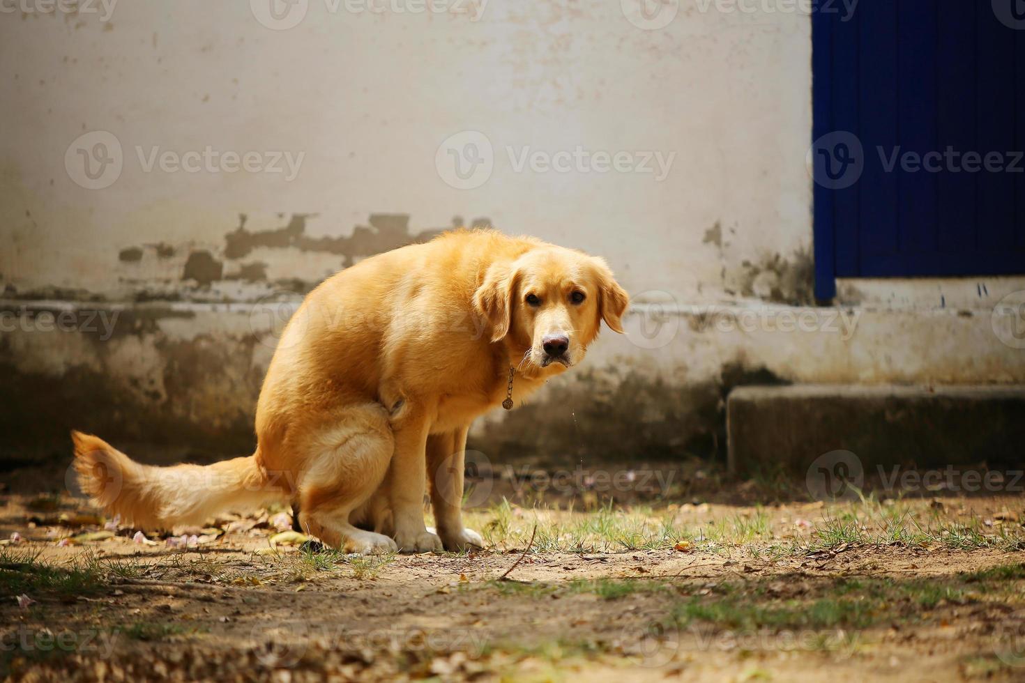 Golden Retriever poop, Dog in the park, Dog shit photo