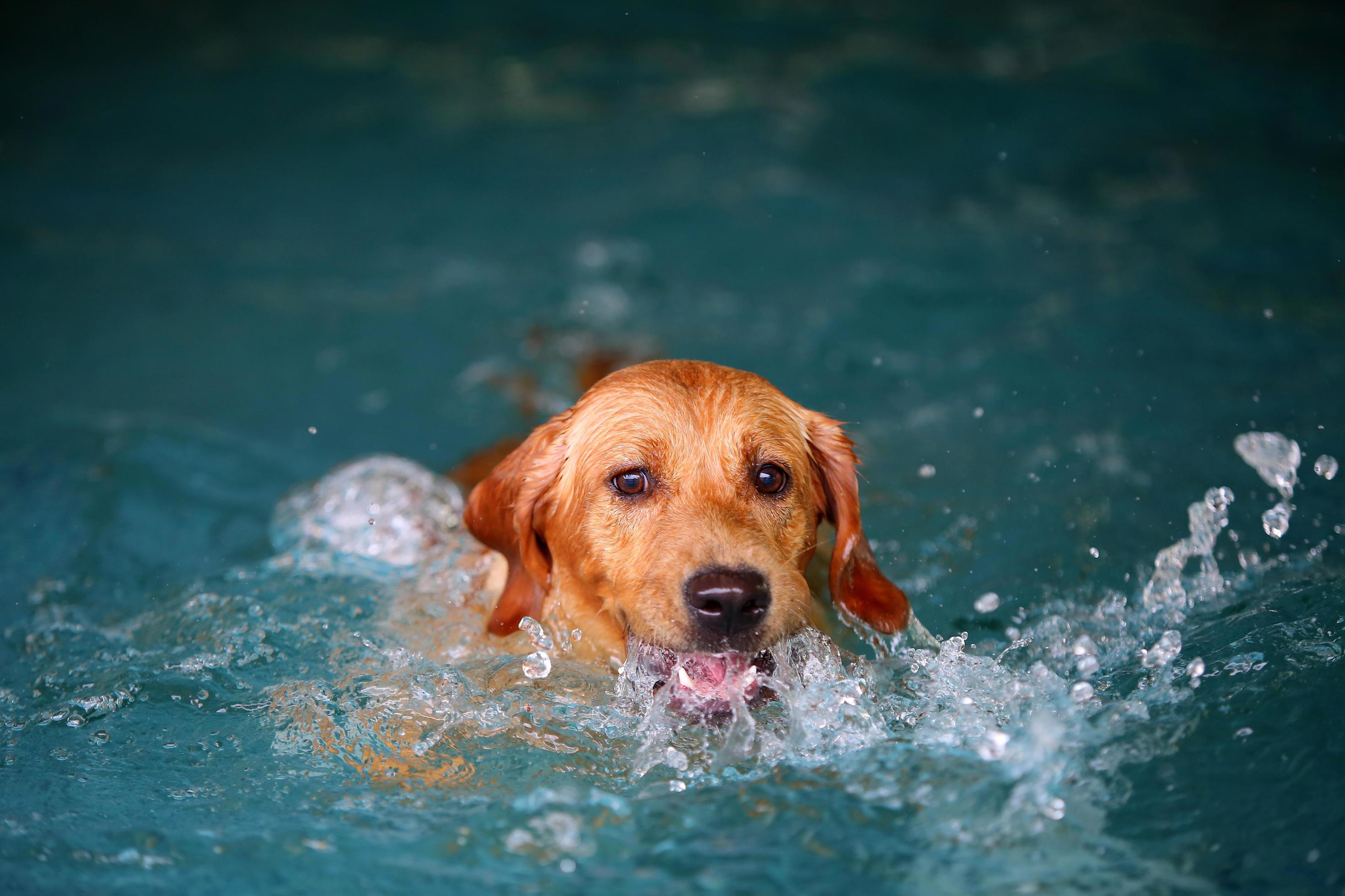 Labrador retriever make splashing water in swimming pool. Dog swimming