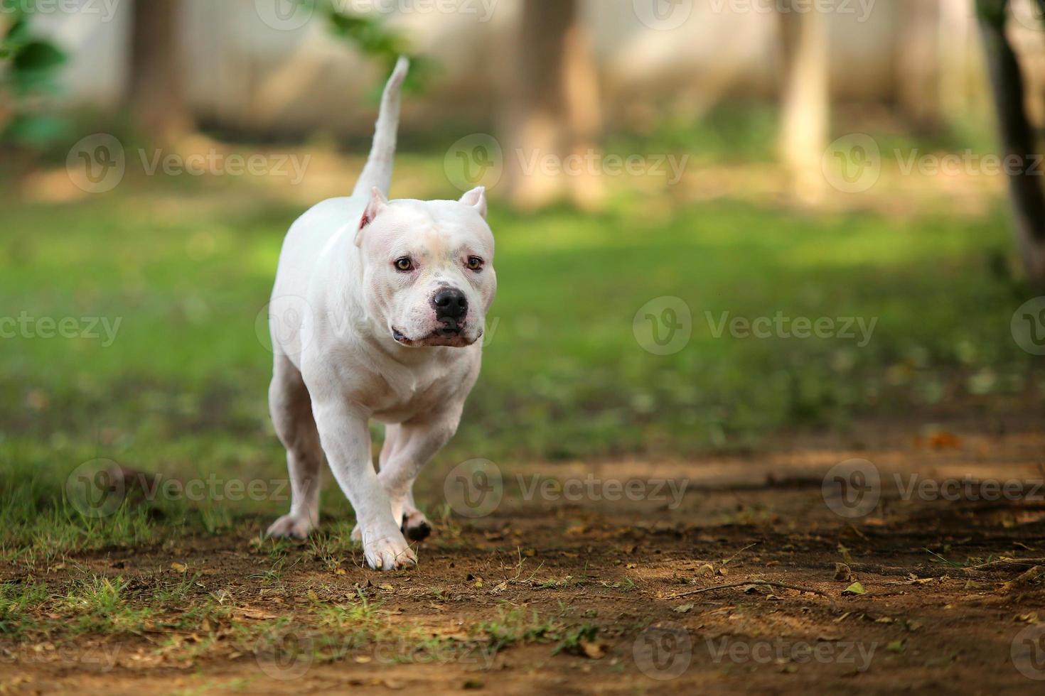 American Pitbull terrier walking in the park. Dog unleashed in grass field. photo