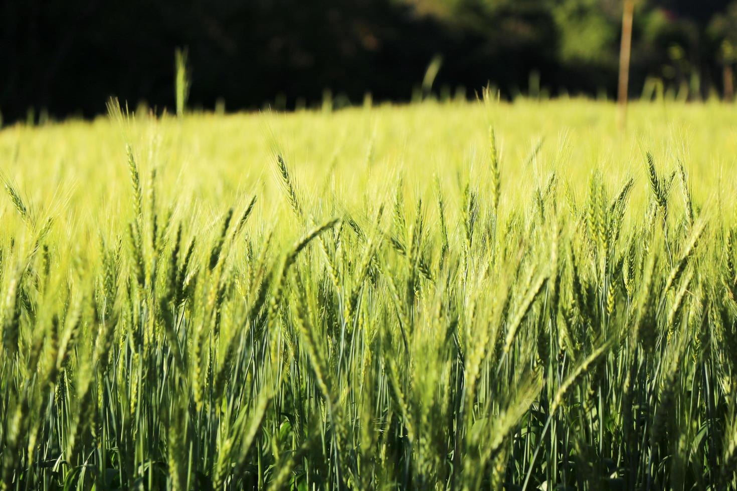 Green wheat field in countryside. Field of wheat blowing in the wind at sunny spring day. Ears of barley crop in nature. photo