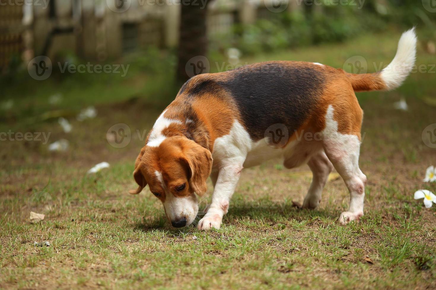 Beagle walk in the park. Dog in grass field. photo