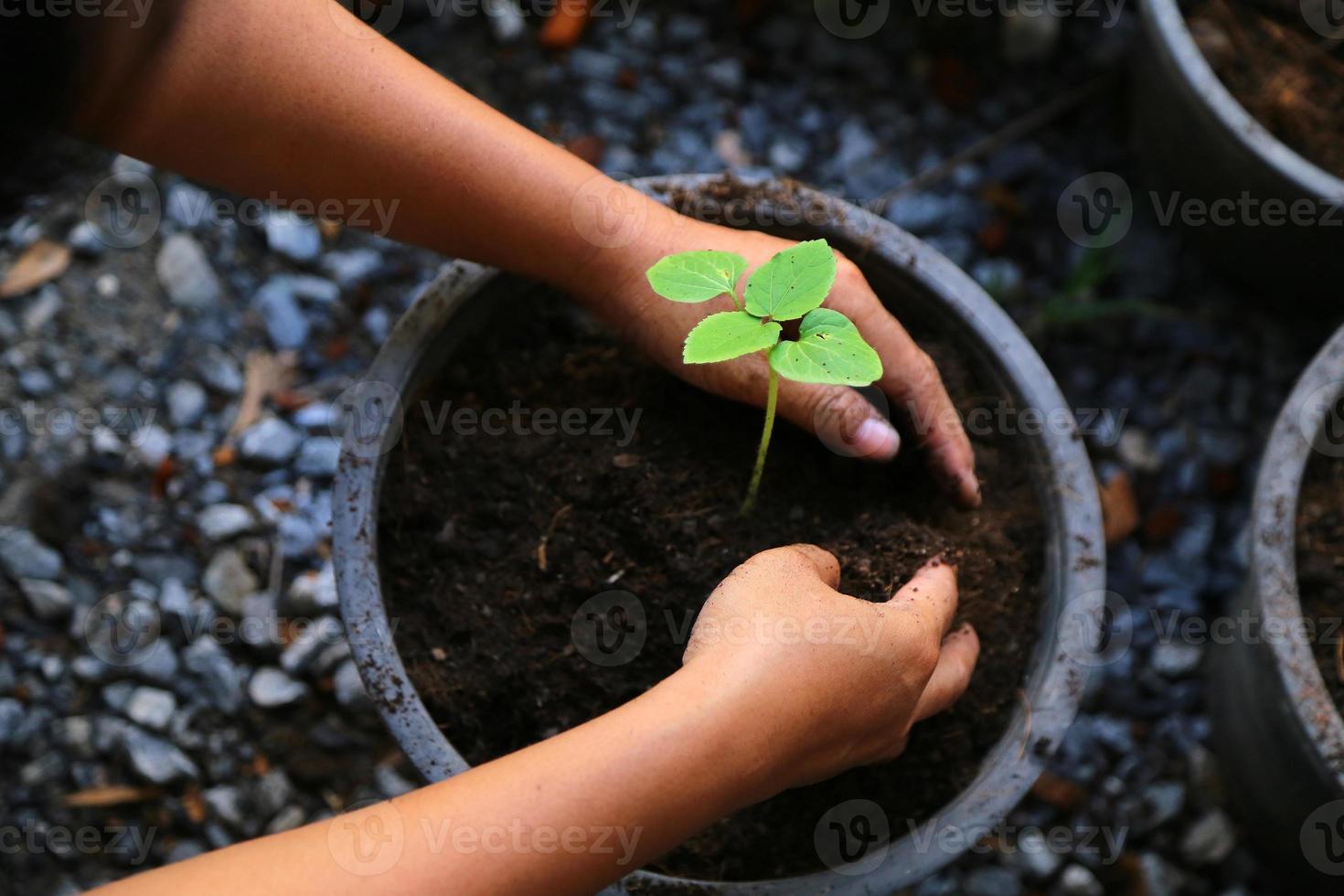 Planting vegetable garden. Working in the organic vegetable garden. Taking care of young seedlings. photo