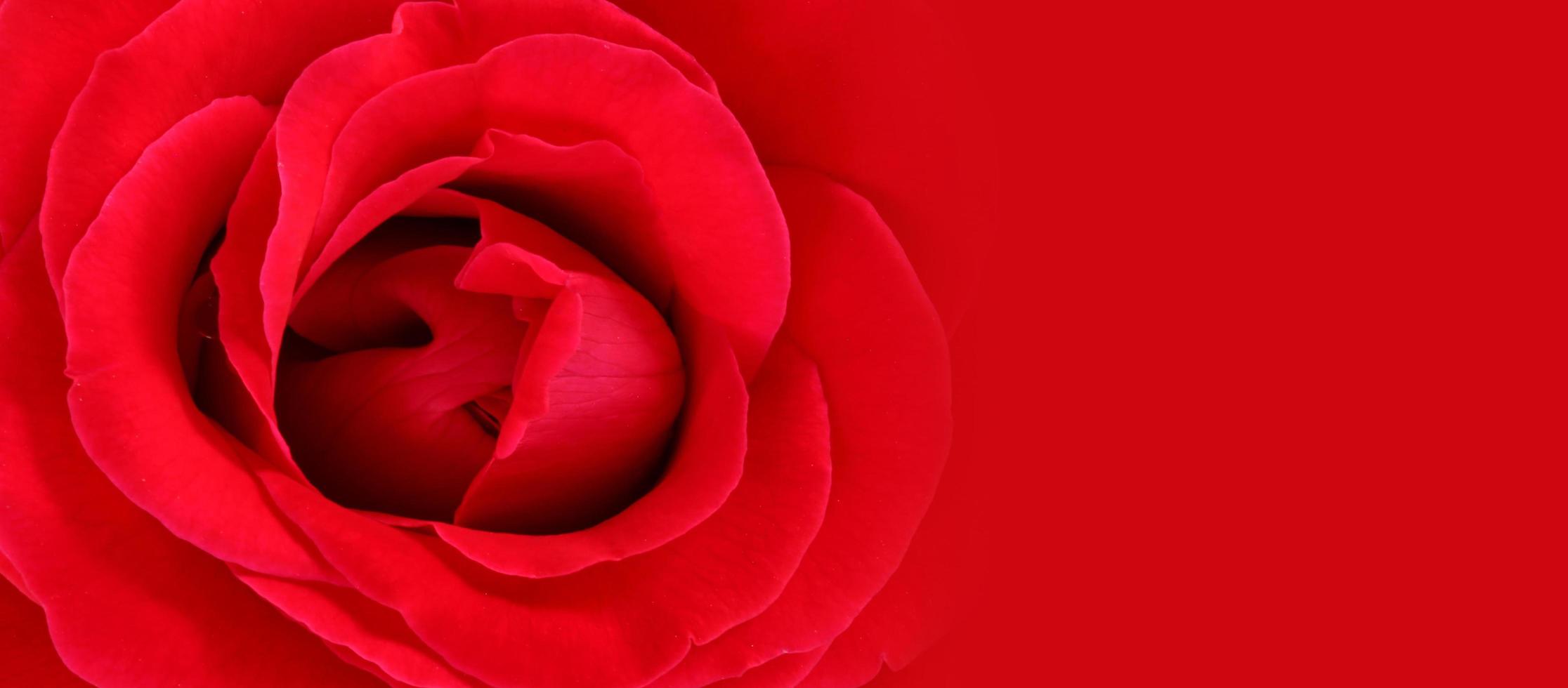 Softness red rose background with copy space. photo