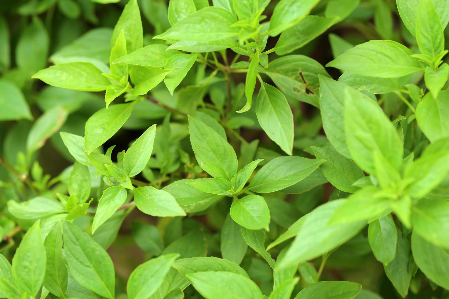 hojas verdes de albahaca fresca en el fondo del jardín. foto