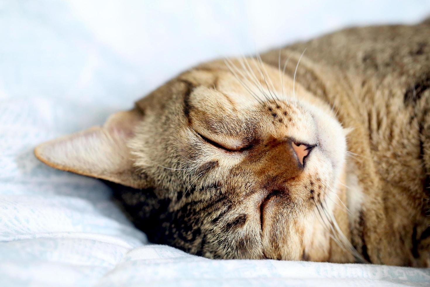 Cat sleeping upside down on bed. photo