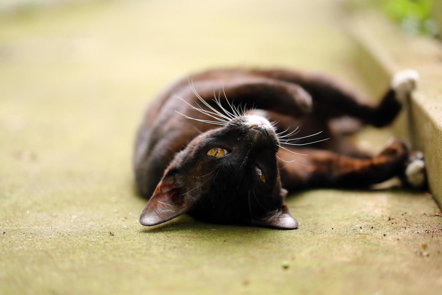 lindo gato negro acostado de espaldas en el suelo foto