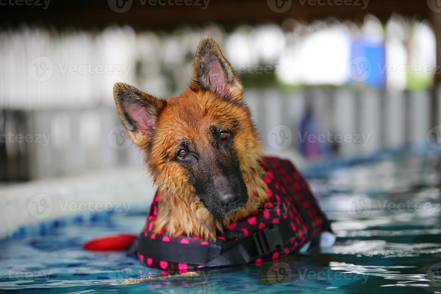 does the german shepherd dog like to swim