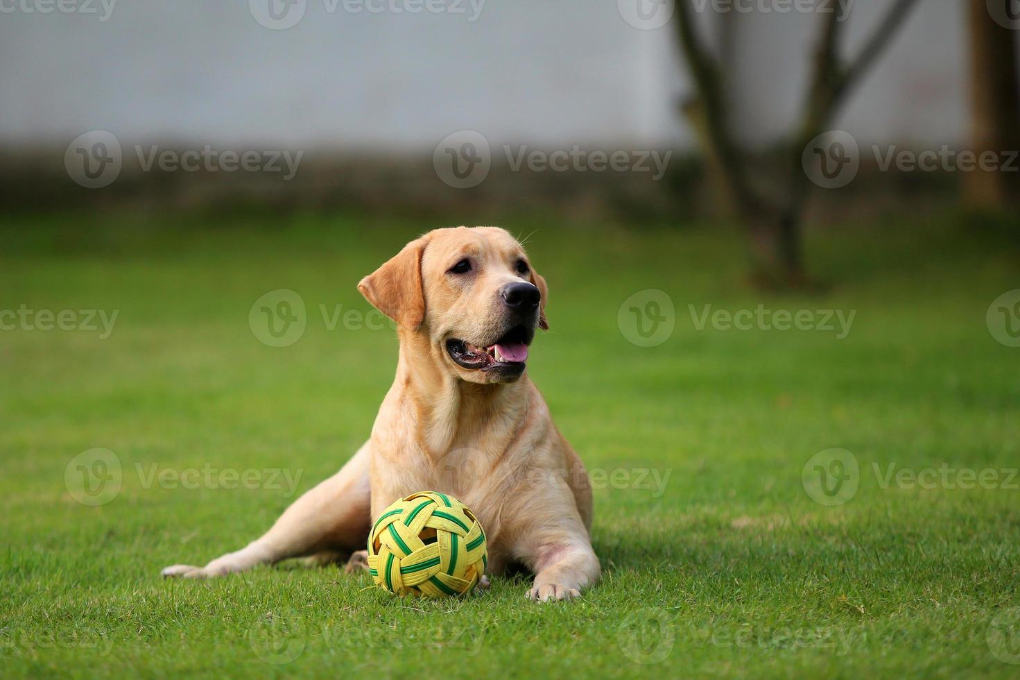 Labrador retriever play with ball in grass field. Dog in the park. photo