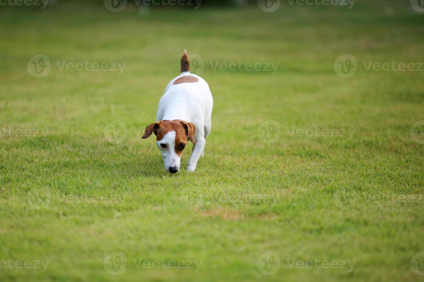 Jack Russell Terrier in grass field. Dog in the park. photo