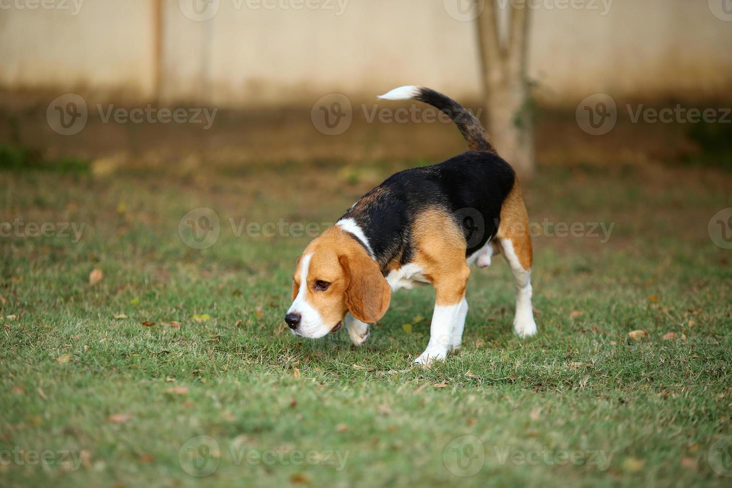 Beagle in the park. Dog in grass field. photo