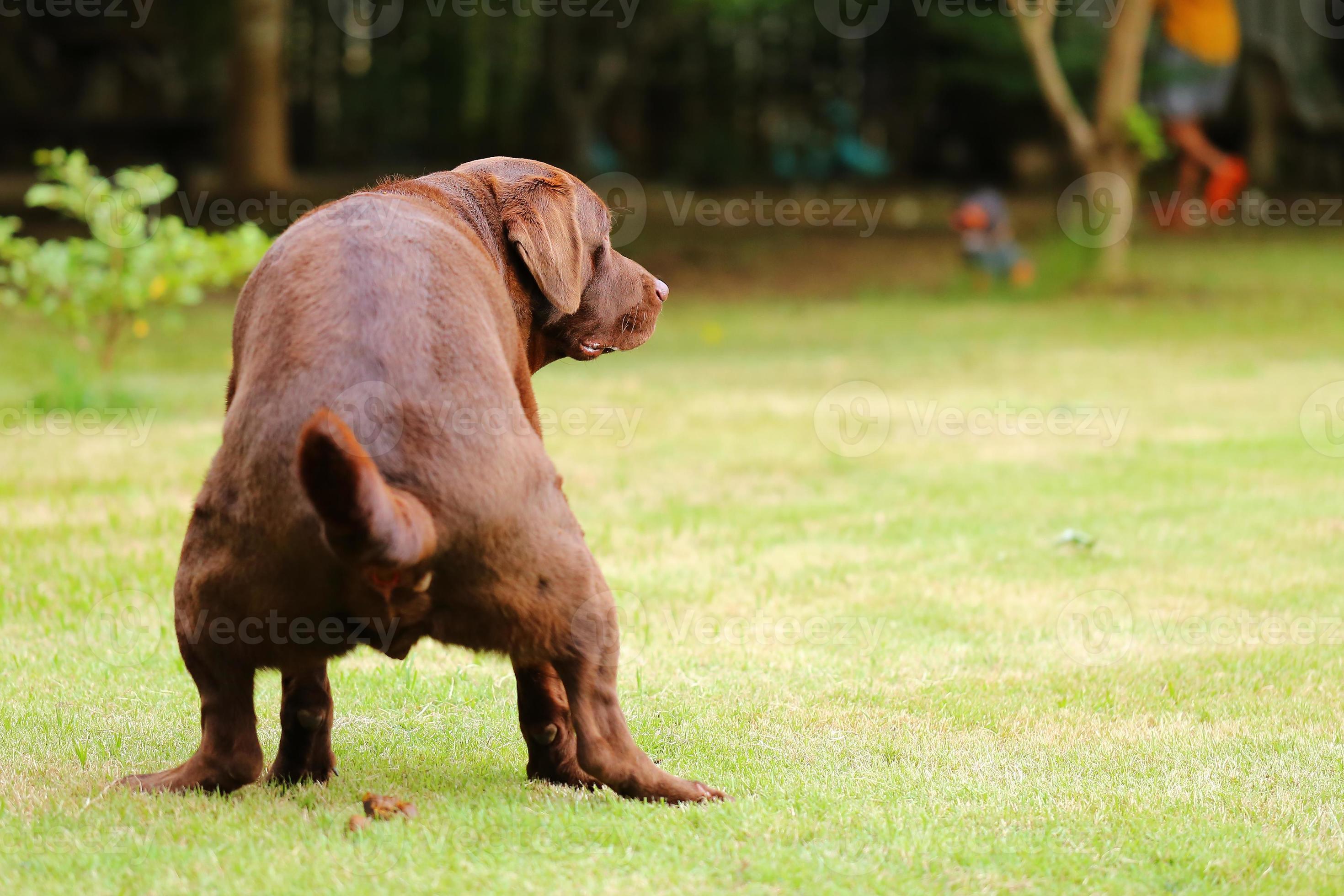 Labrador Retriever poop, Dog in the park, Dog shit 8026051 Stock Photo at Vecteezy