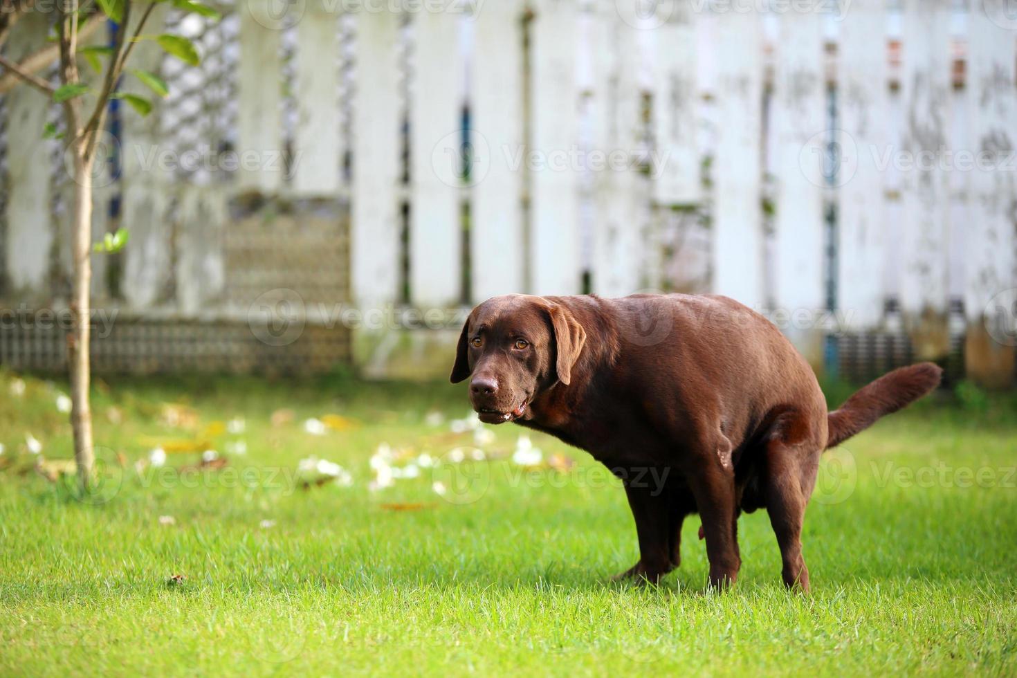 Labrador Retriever poop, Dog in the park, Dog shit photo
