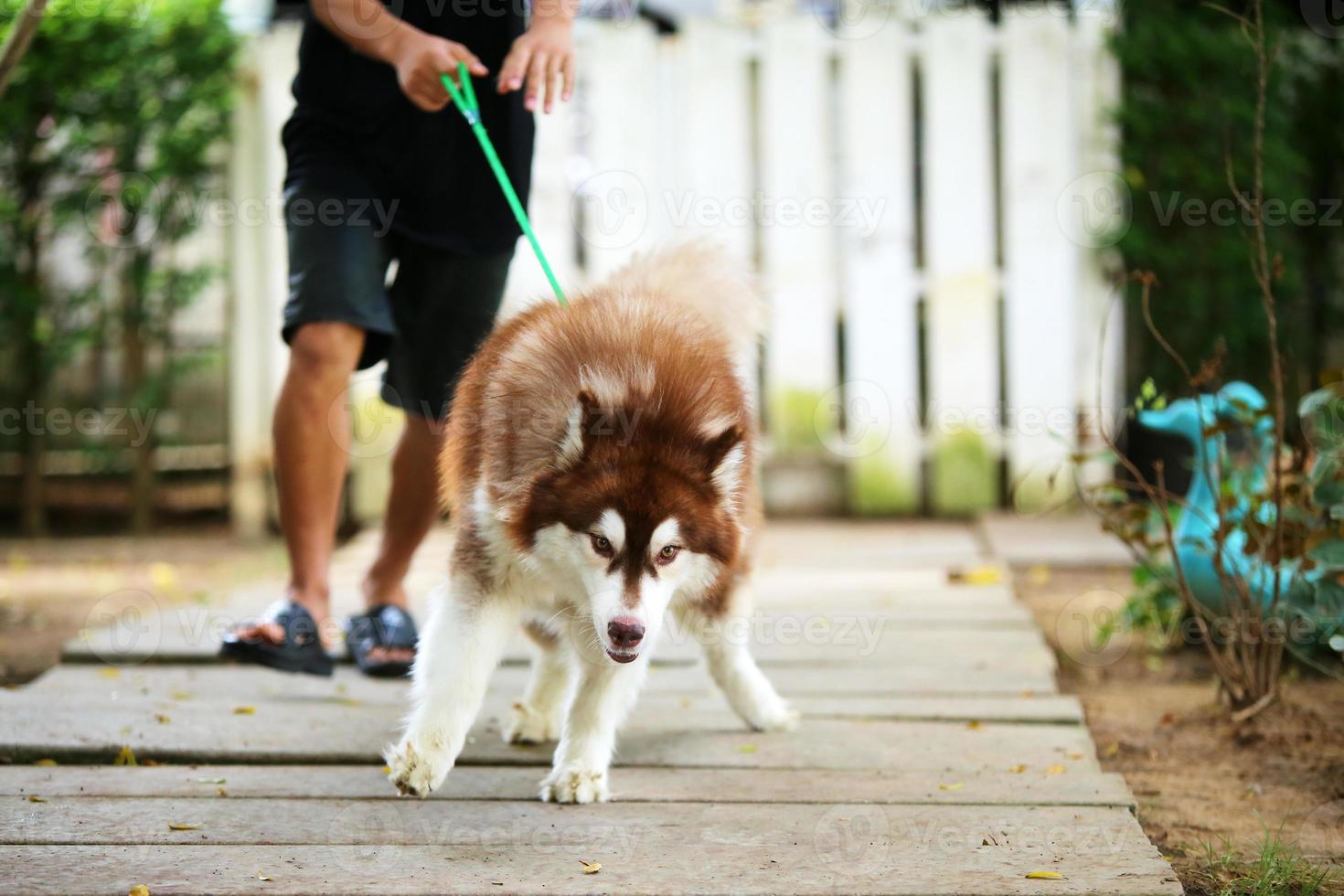 Dogs walking in leash with owner in the park. Siberian Husky drag the leash from dog walker photo