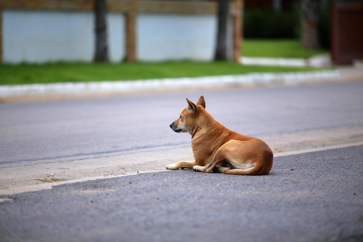 Mixed breed dog lying beside the road photo