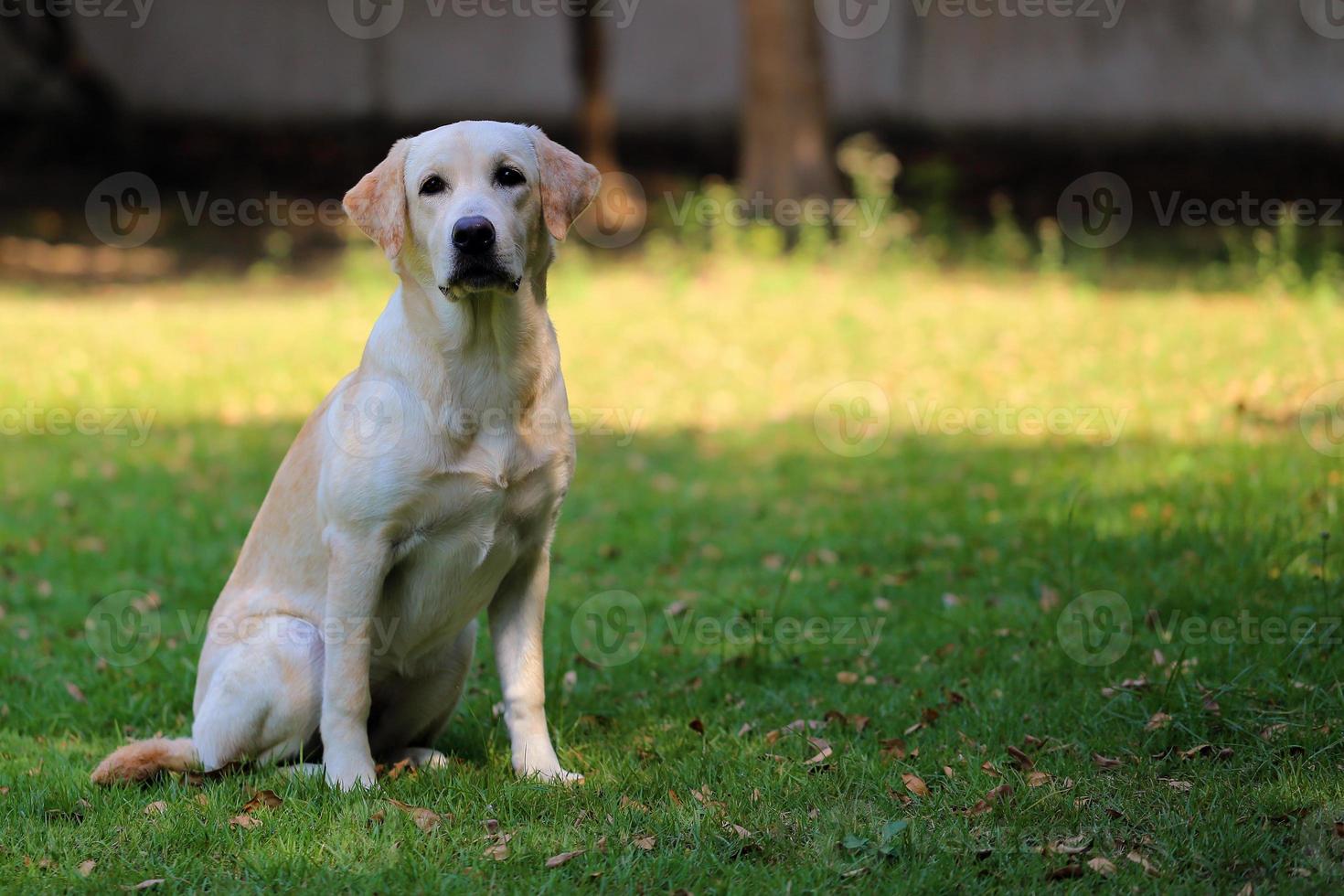 Labrador Retriever sit one grass in the park. Dog waiting it owner. photo