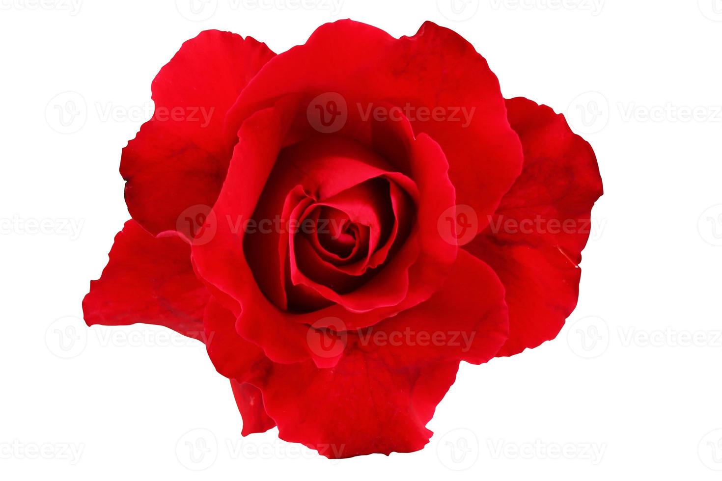 Red rose isolated with clipping path on white background. photo