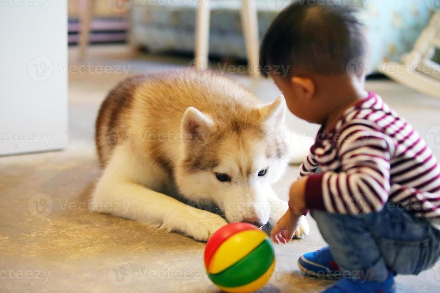 Asian boy playing with Siberian Husky at home. Kid with dog. photo