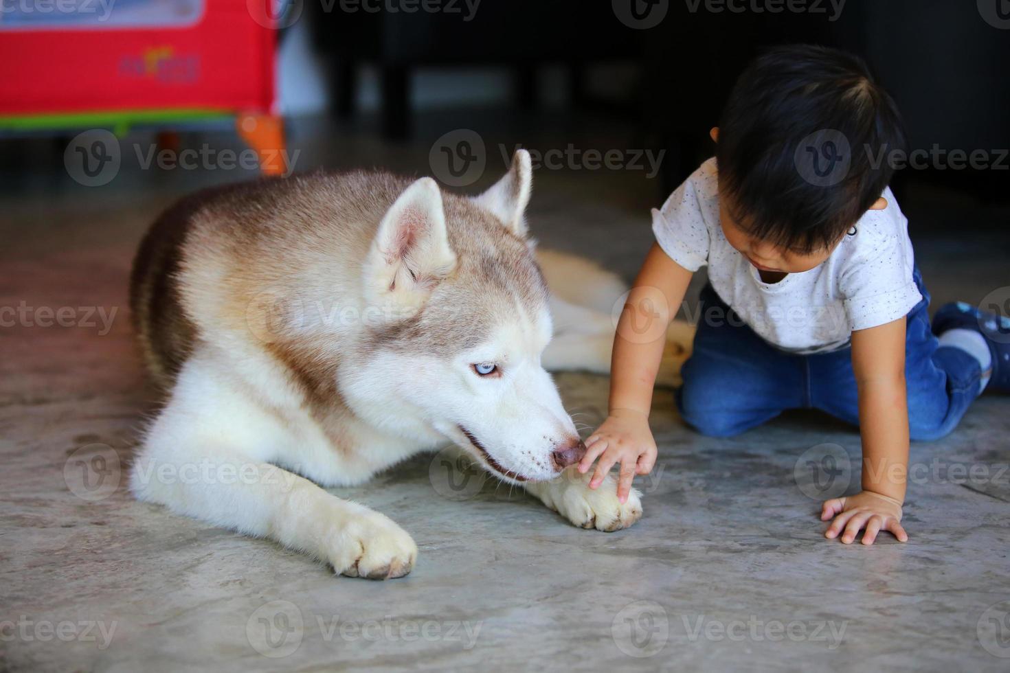 Asian boy playing with Siberian Husky at home. Kid with dog. photo