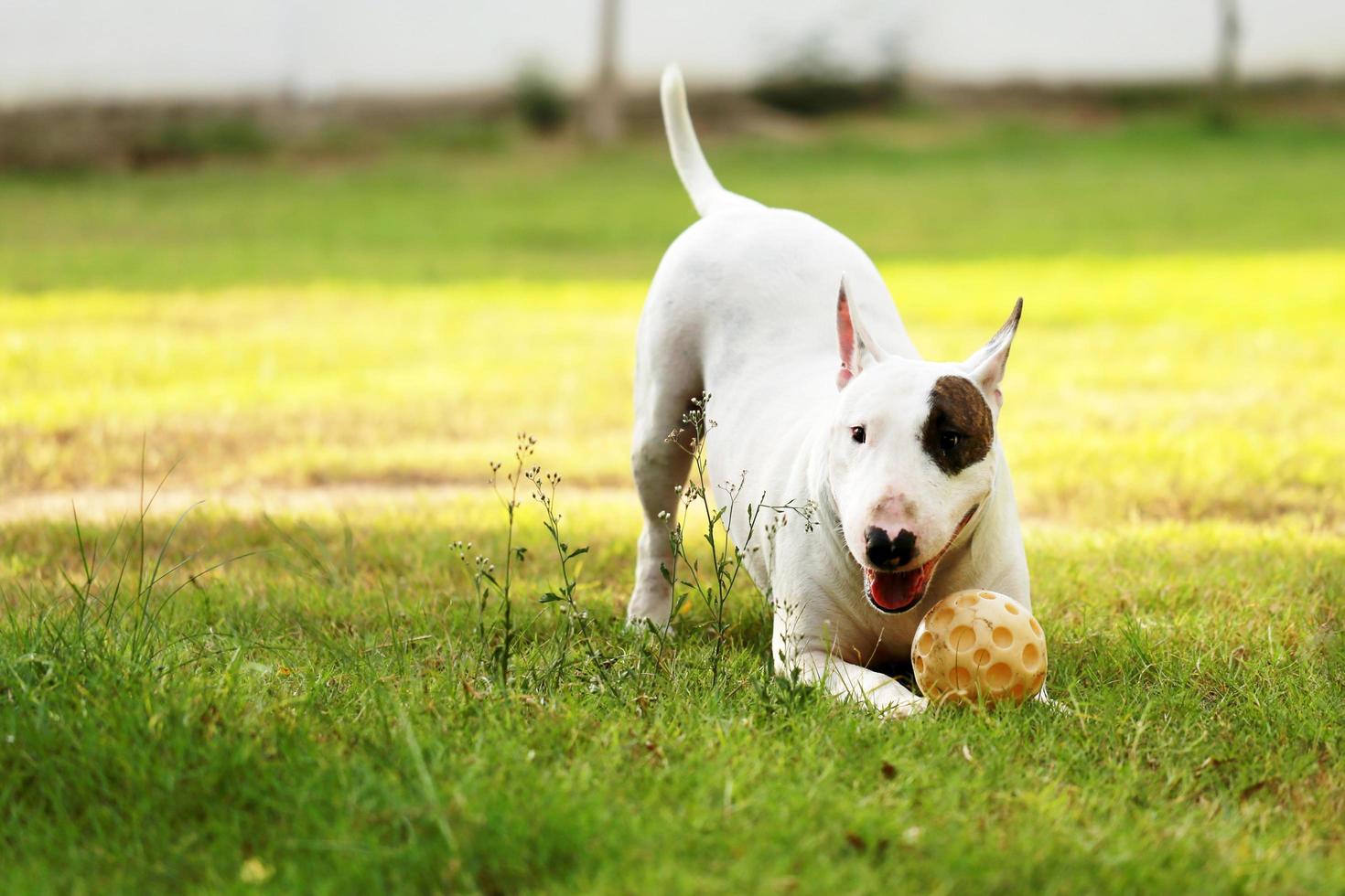 Bull terrier dog  playing with yellow ball in the park photo