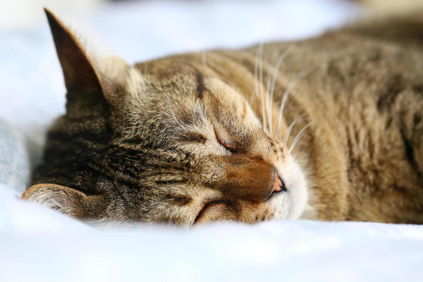 Cat sleeping upside down on bed. photo