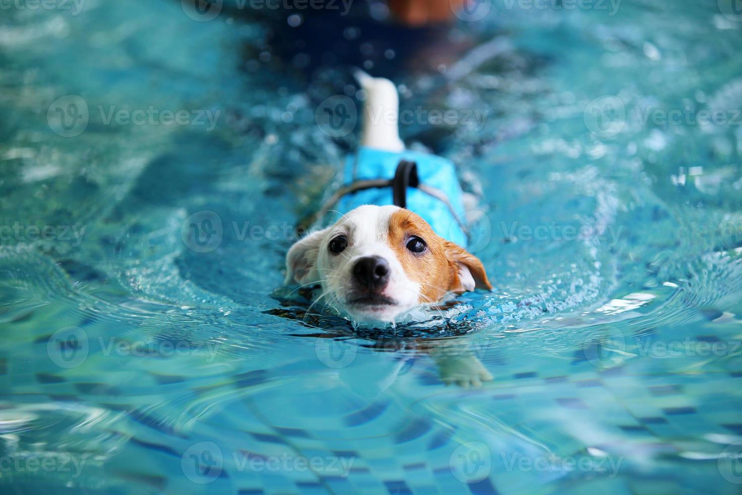 jack russel terrier usa chaleco salvavidas y nada en la piscina. perro nadando foto