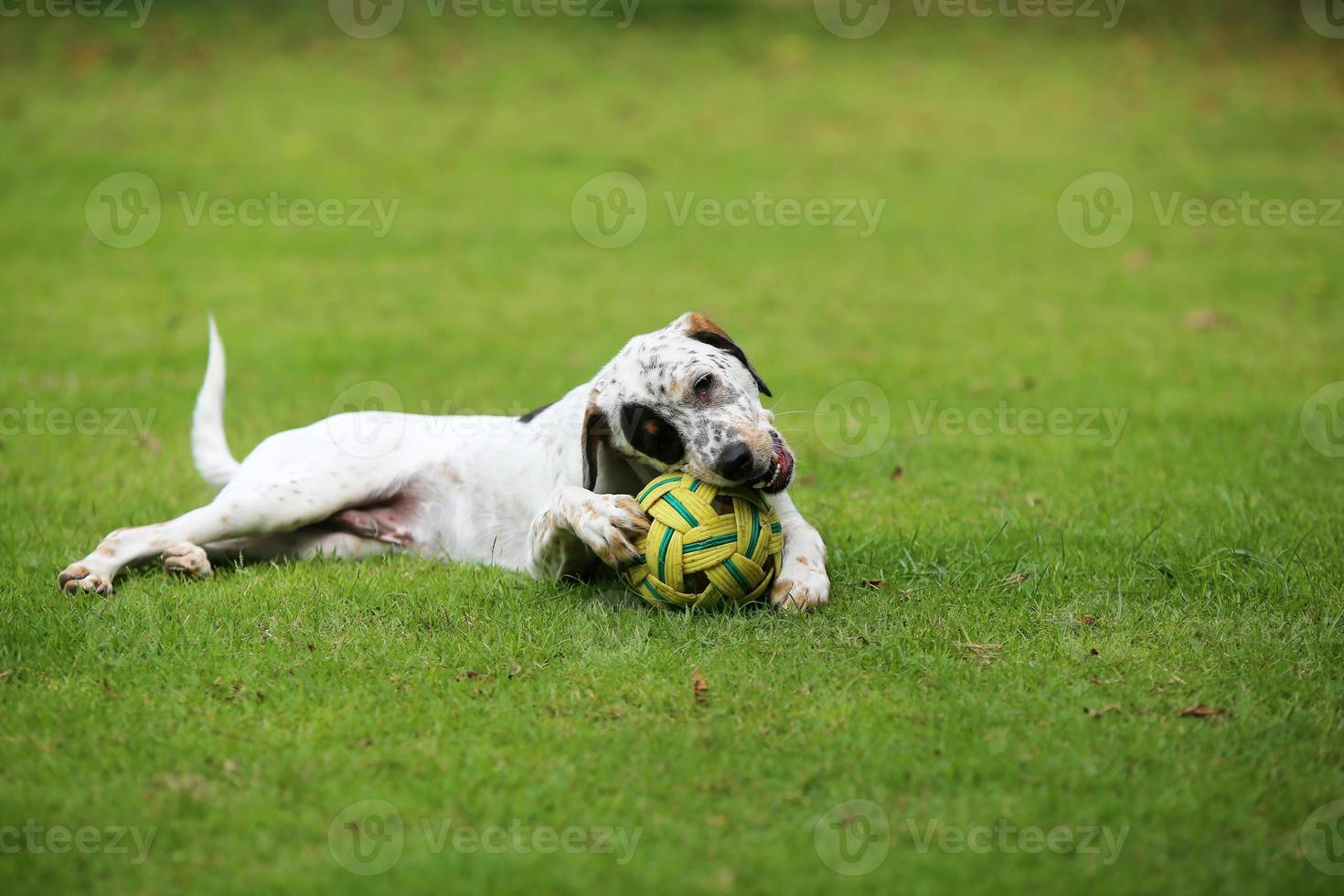 Dog playing with toy in the park. Dog in grass field. photo