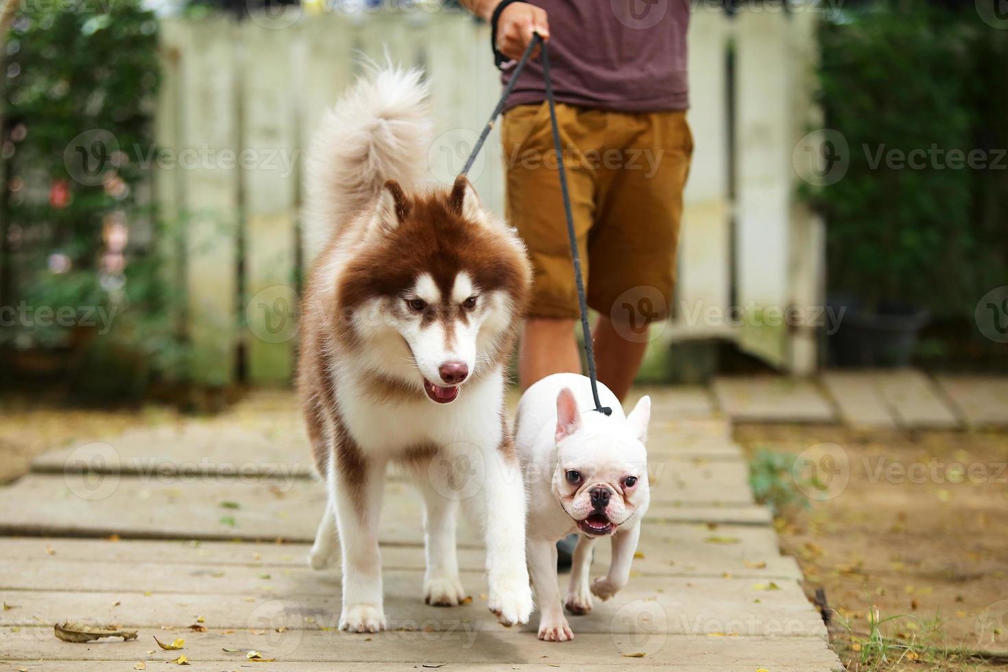 Dogs walking in leash with owner in the park. Siberian Husky and French Bulldog with dog walker photo