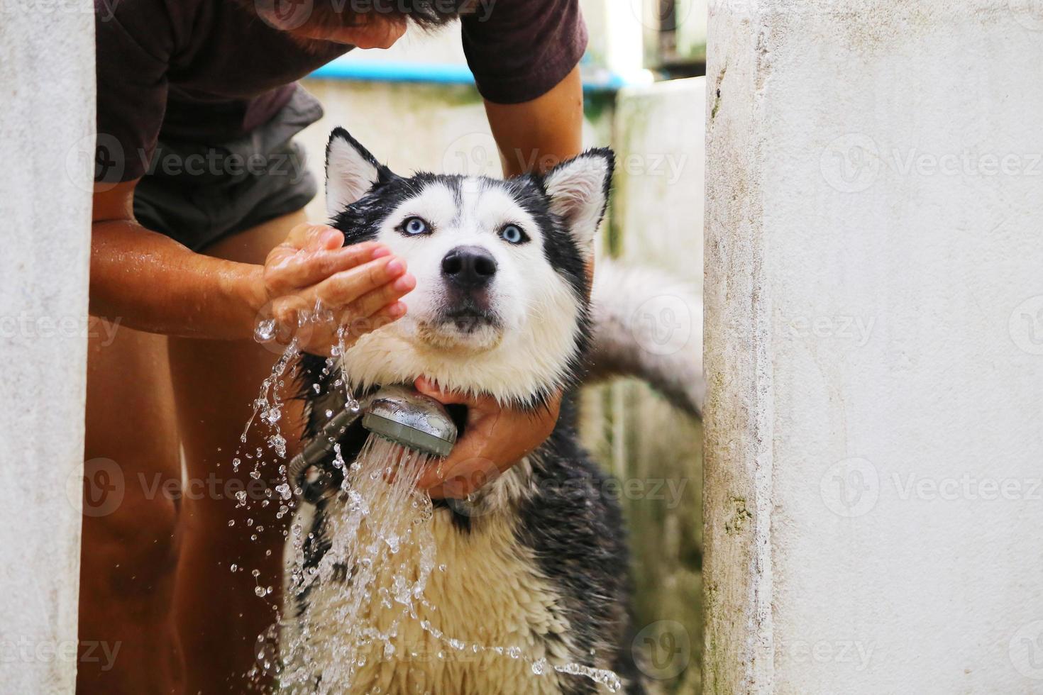 Siberian husky bathing, dog bathing, dog wet photo
