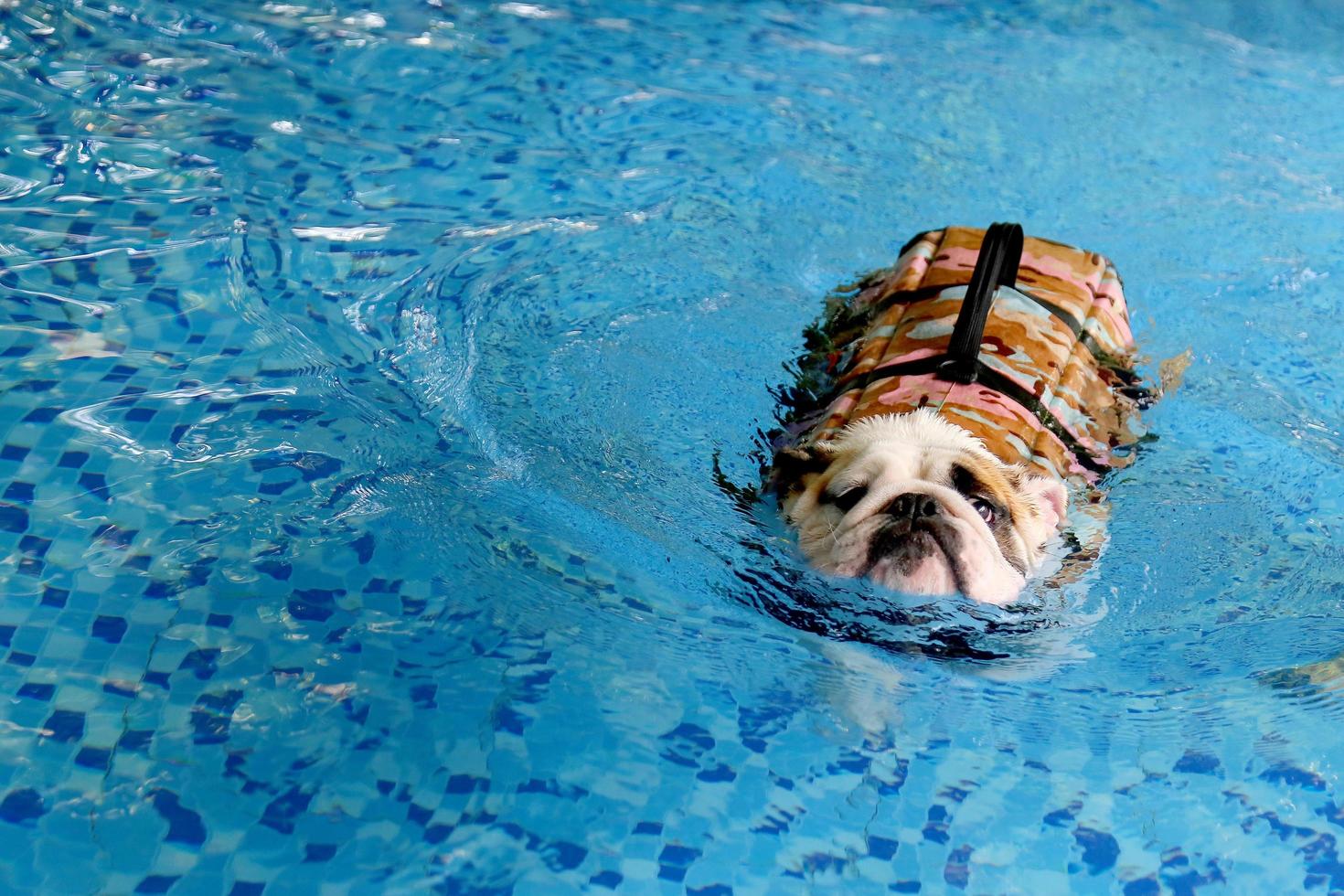 bulldog inglés, perro usa chaleco salvavidas en la piscina foto