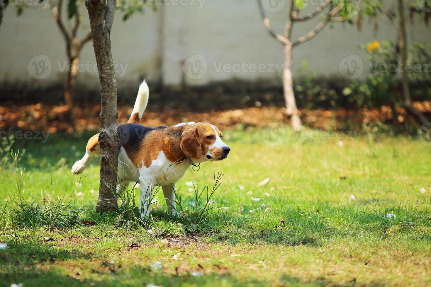 perro orinando en el parque. beagle orinando en la base del árbol. foto