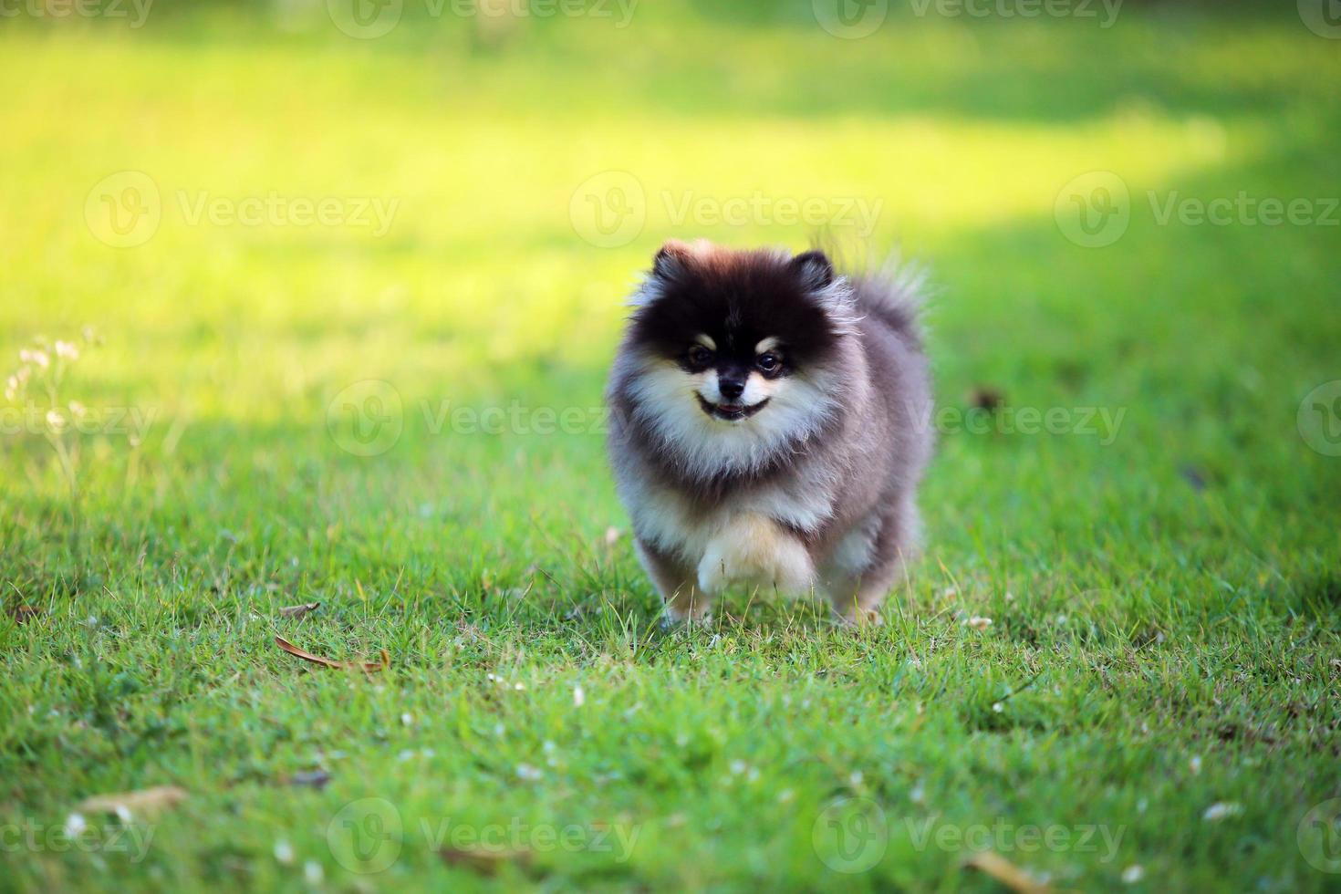 Portrait of cute Pomeranian in the park. Fluffy dog smiling. photo