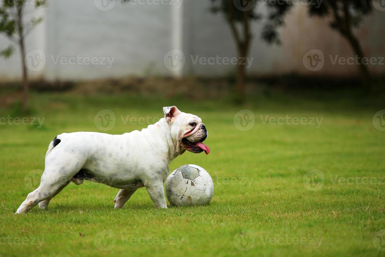 English bulldog playing football in the park. Dog dribbling in grass field. photo