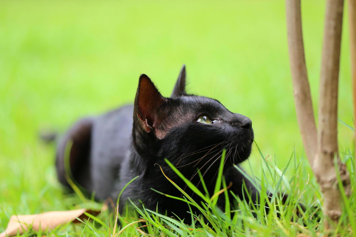 el gato negro joven caza en la hierba verde del césped. gatito tirado en la hierba en el parque en el día del sol foto