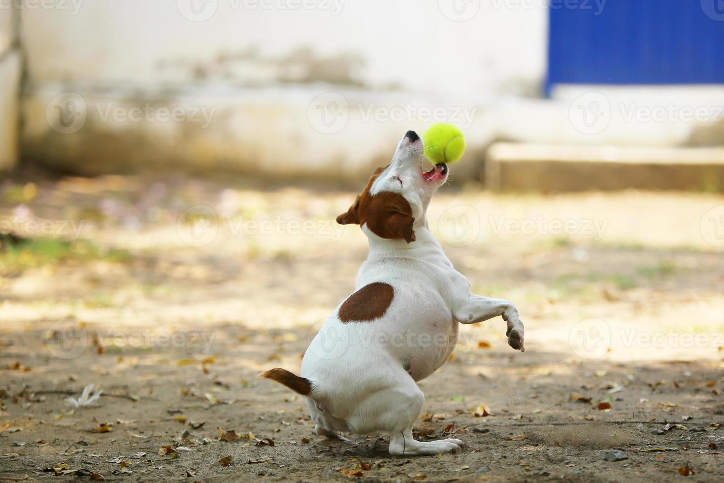 jack russel terrier sostiene una pelota de tenis en la boca en el parque. perro jugando con pelota. foto