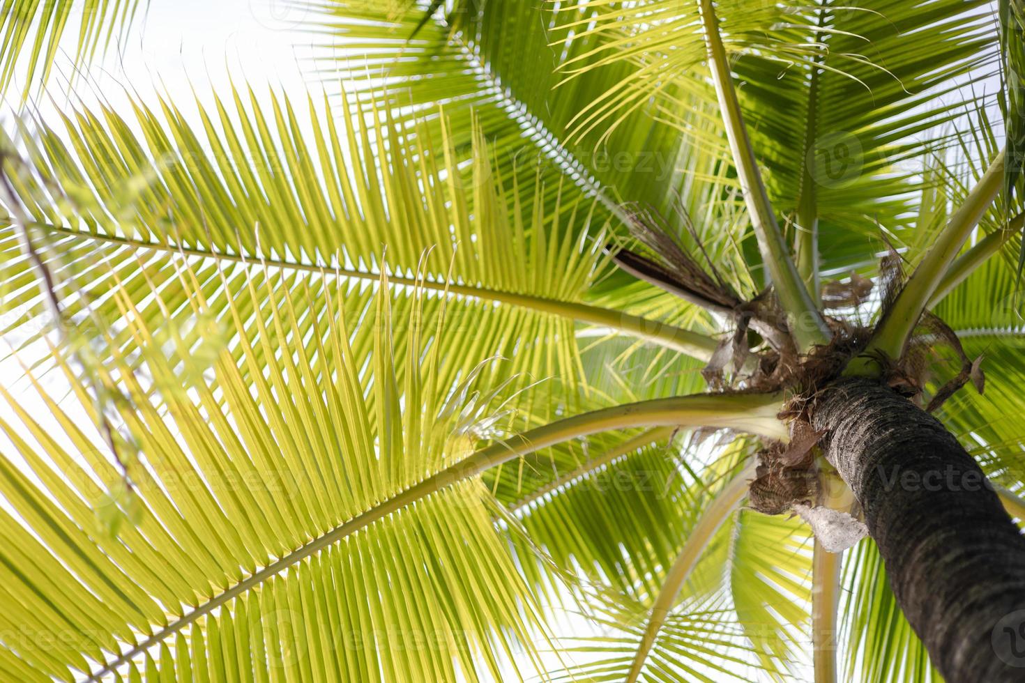 close up coconut tree green leaf photo