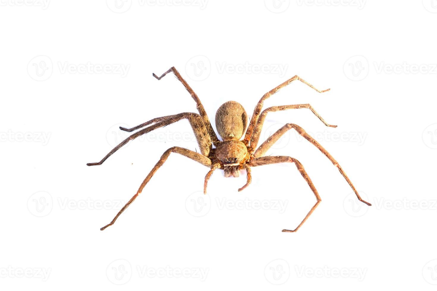 Spider isolated on white photo