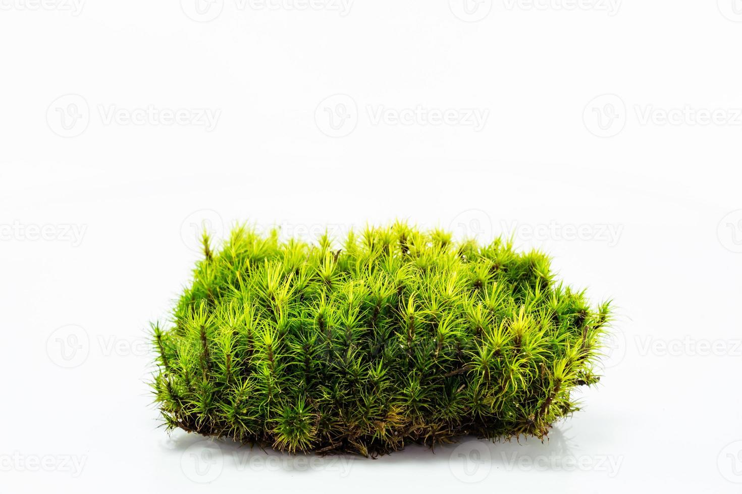 Green moss isolated on white bakground photo