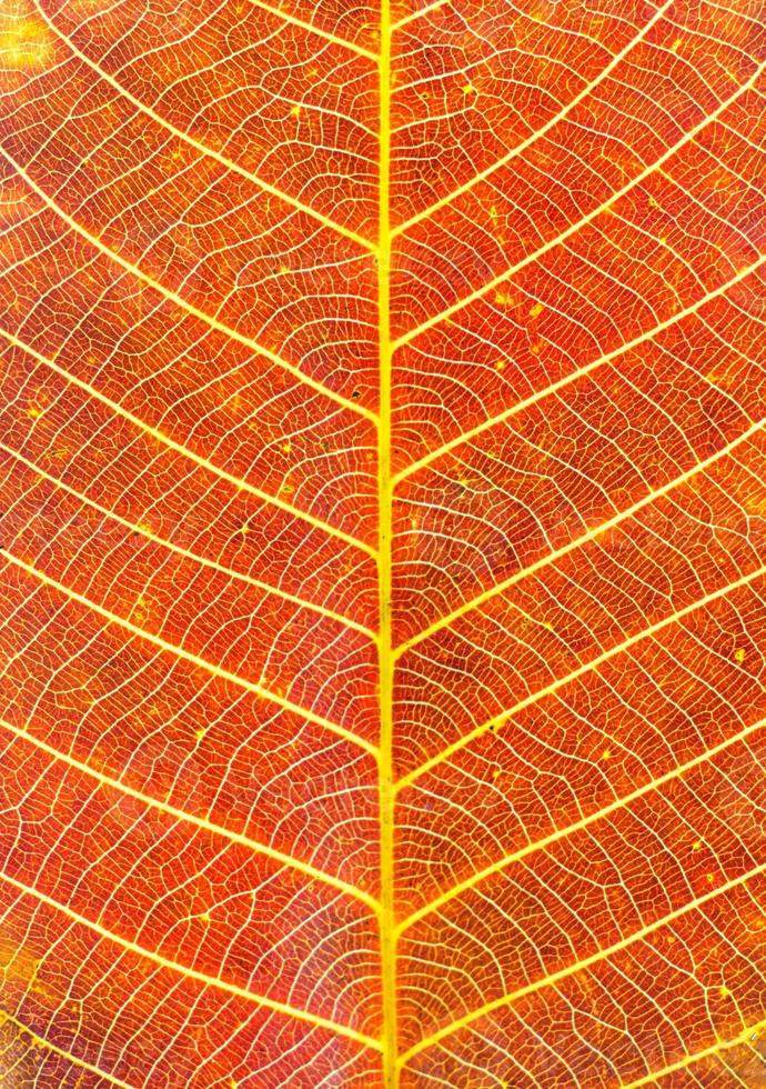 Autumn leaf texture photo