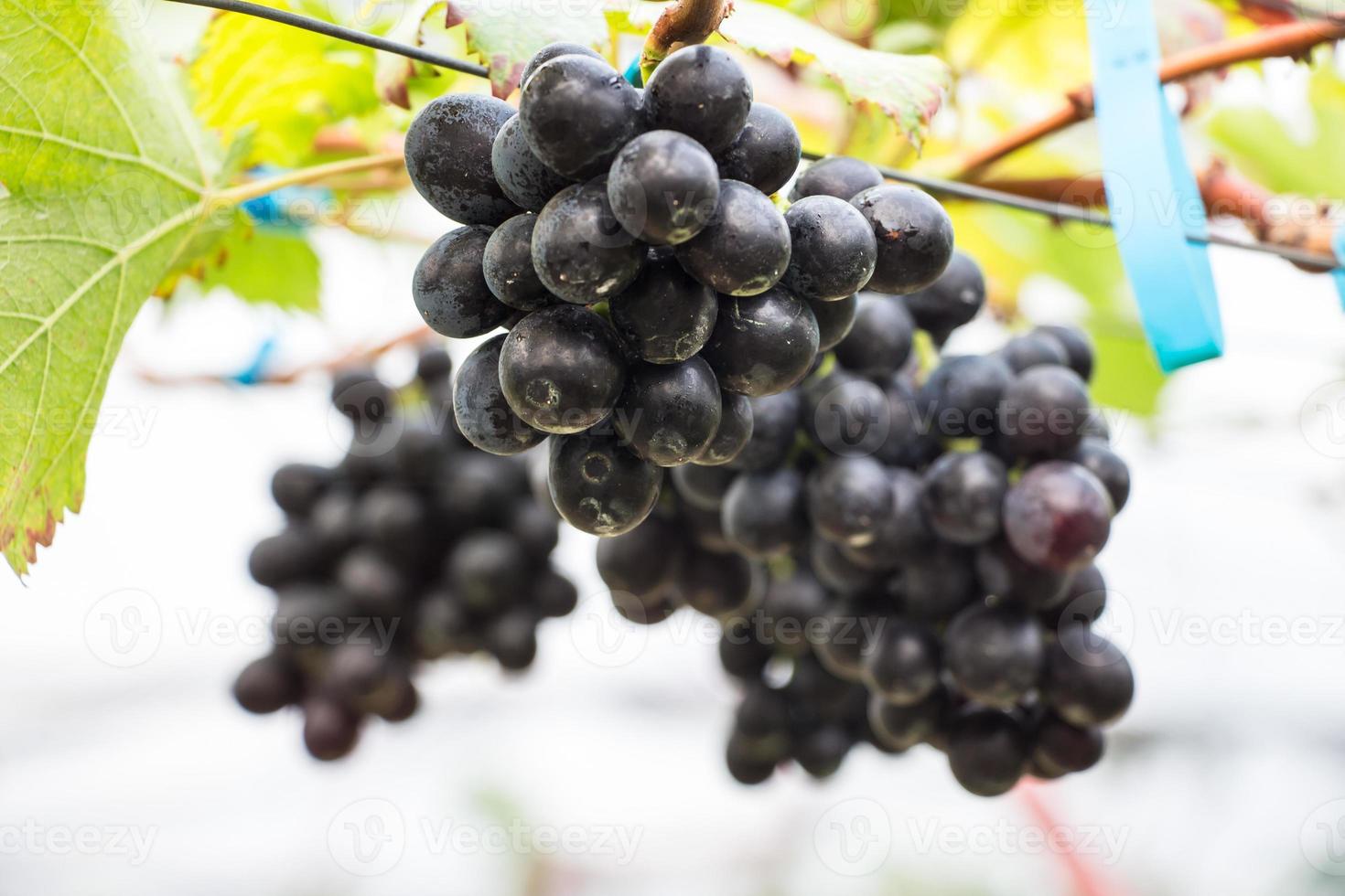 Large bunch of red wine grapes hang from a vine, warm. Ripe grapes with green leaves photo