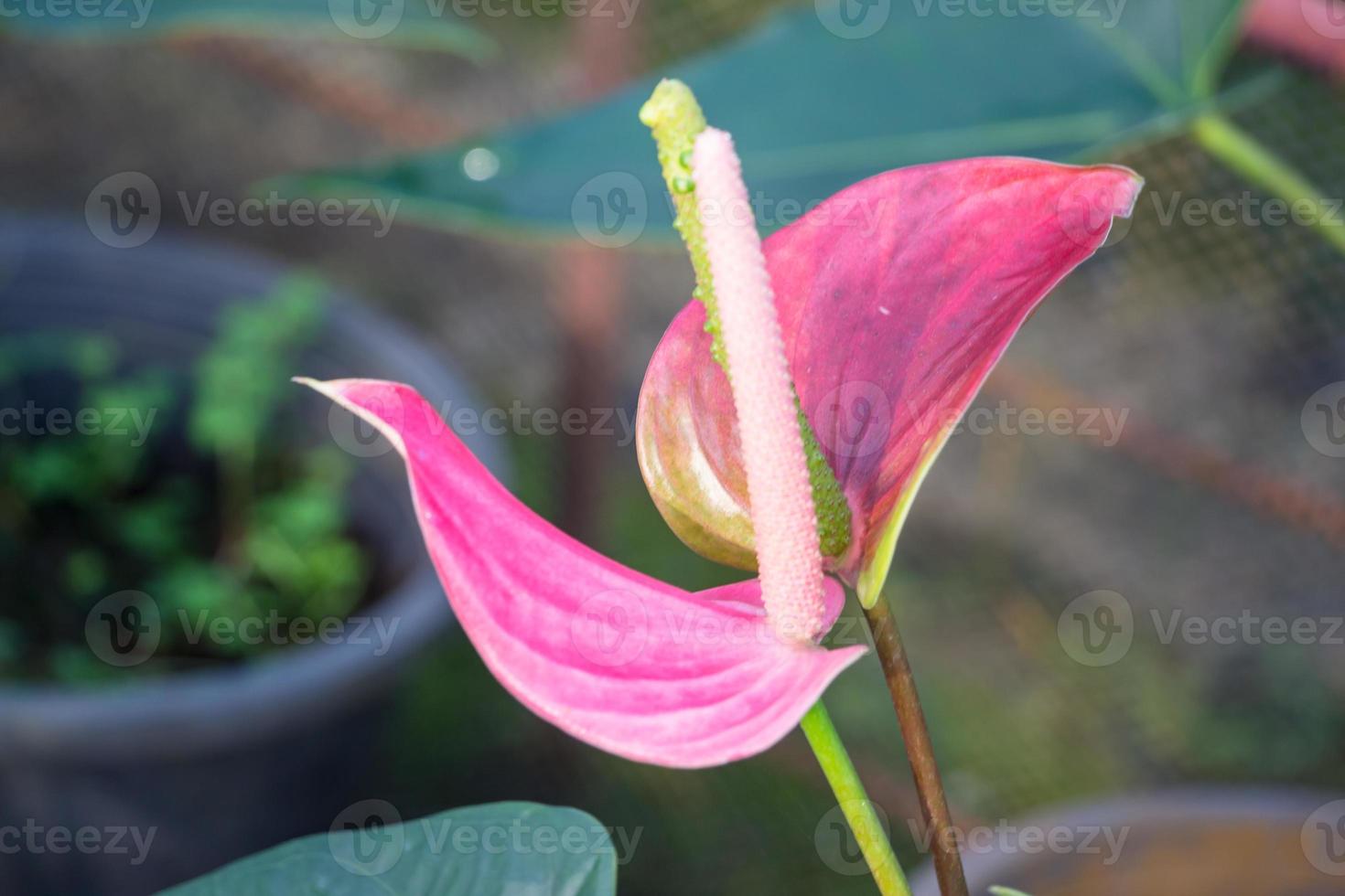 Pink Flamingo lily flower photo