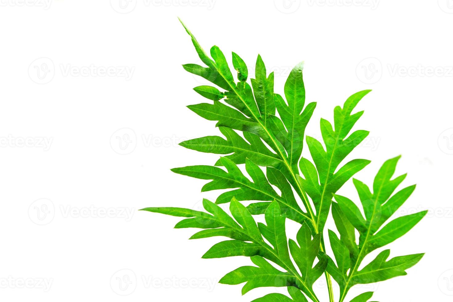 green leaves of a tree on a white background photo