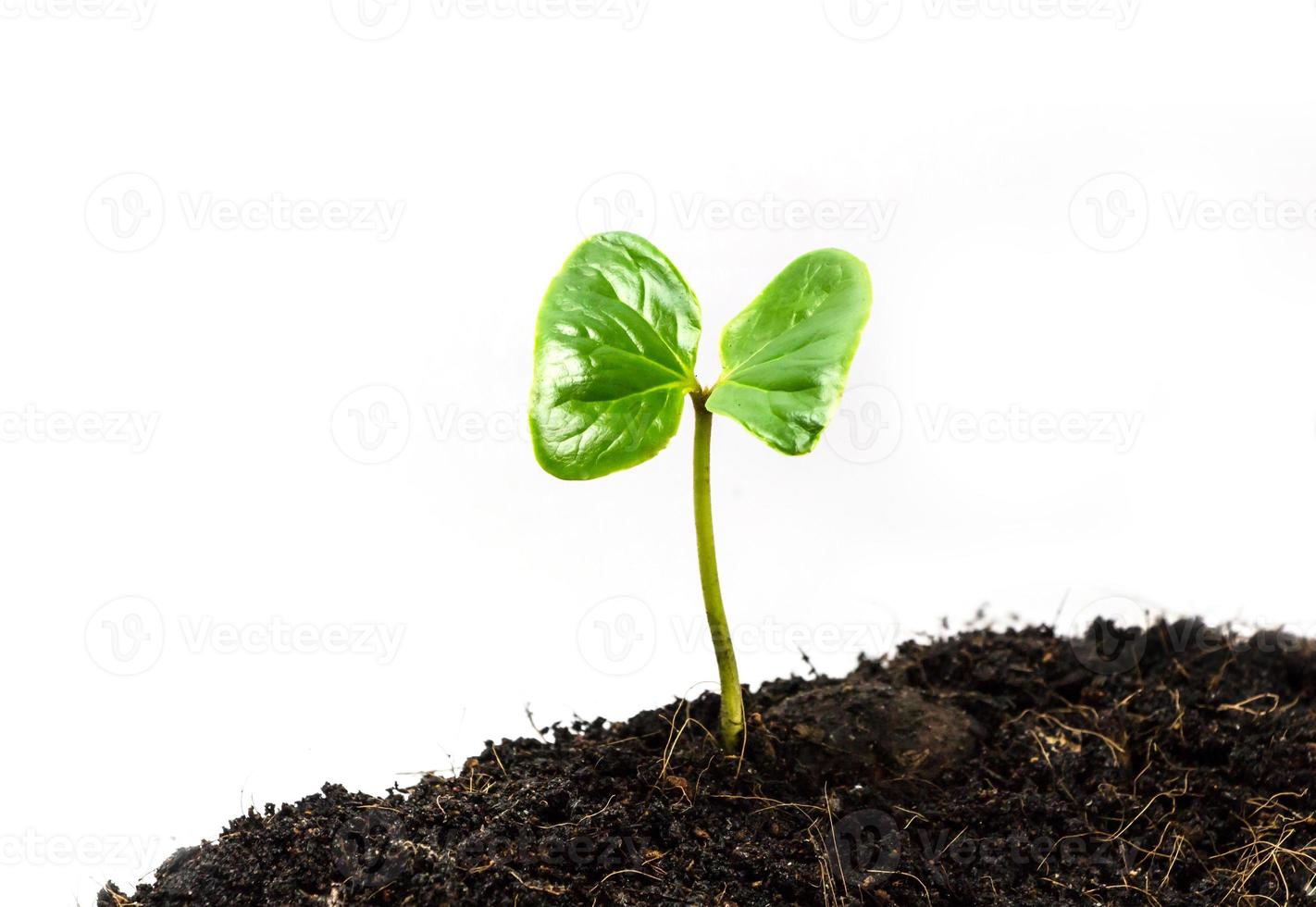 Green sprout growing from seed photo